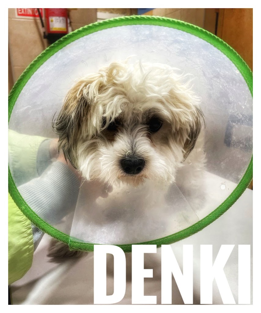 Clinica Veterinaria Zumaquera