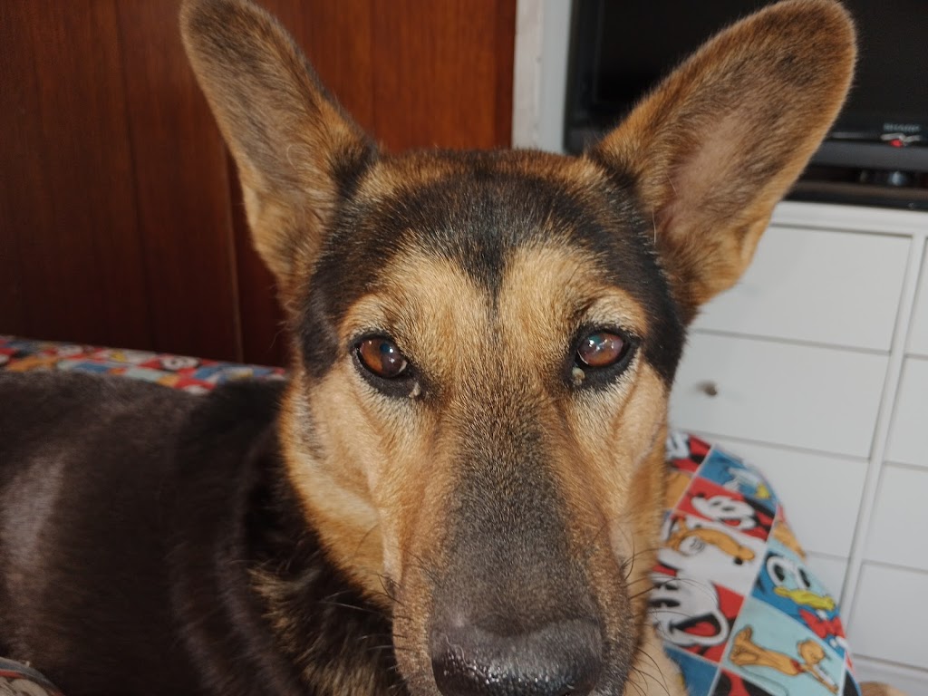 Perro