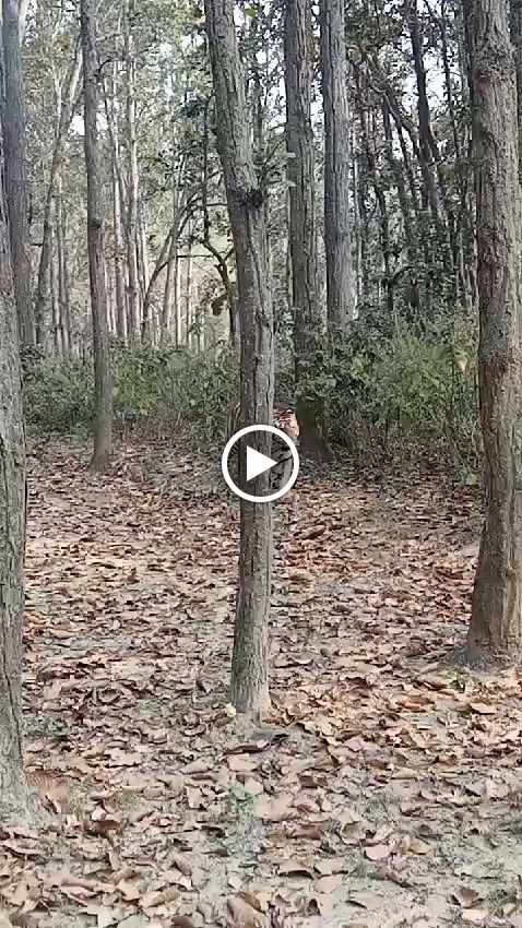 Videos