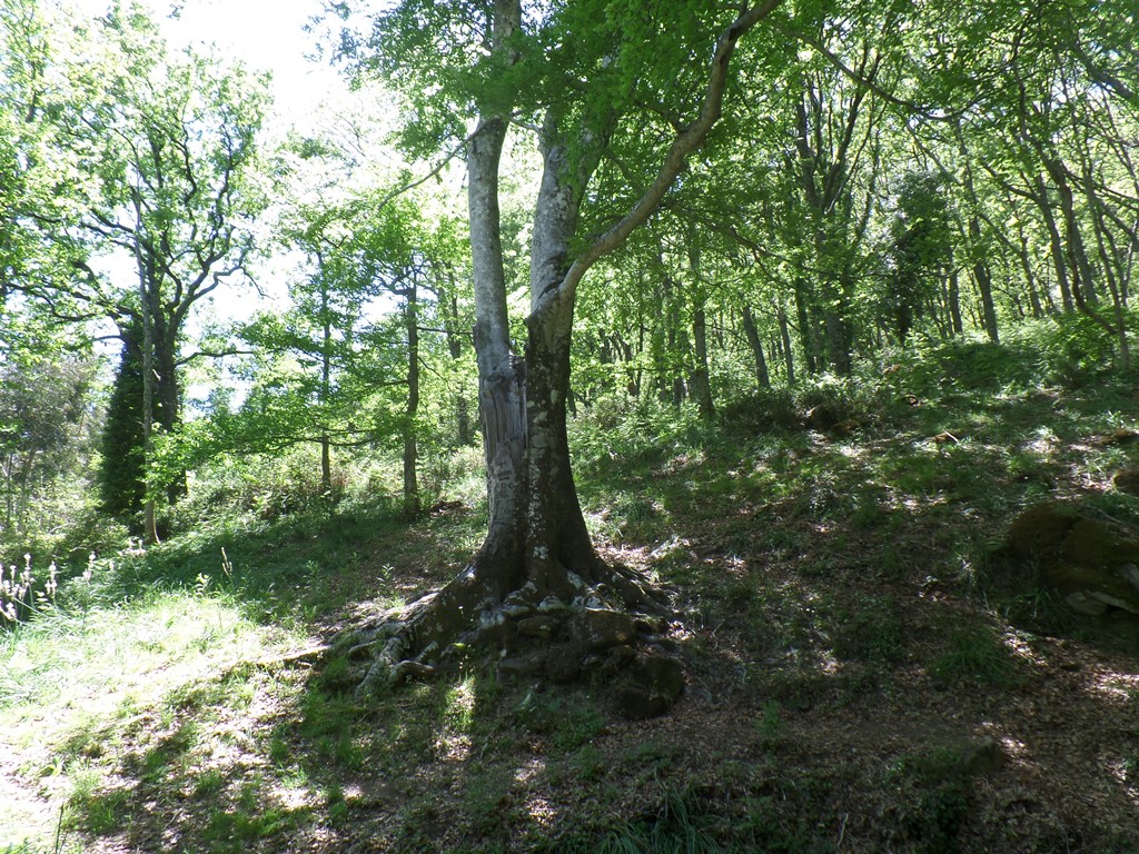 Haya de la Herguijuela