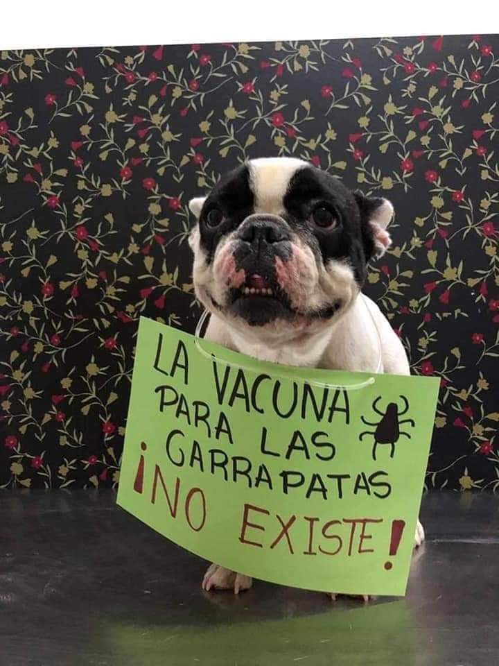 Veterinaria Animal care — Perro