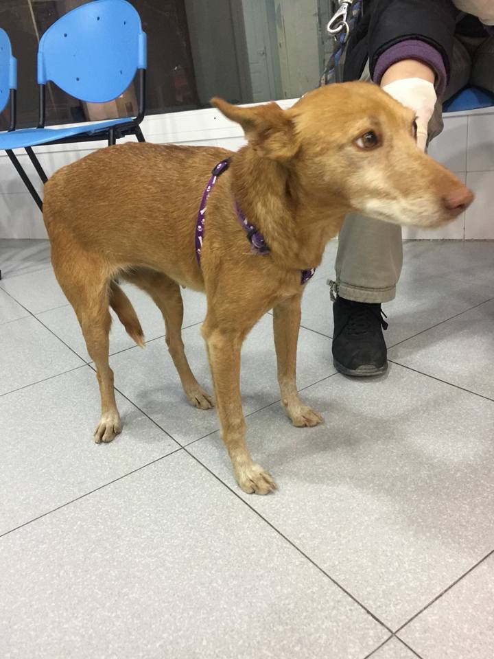 Clinica Veterinaria Francisco Lopez Navarro