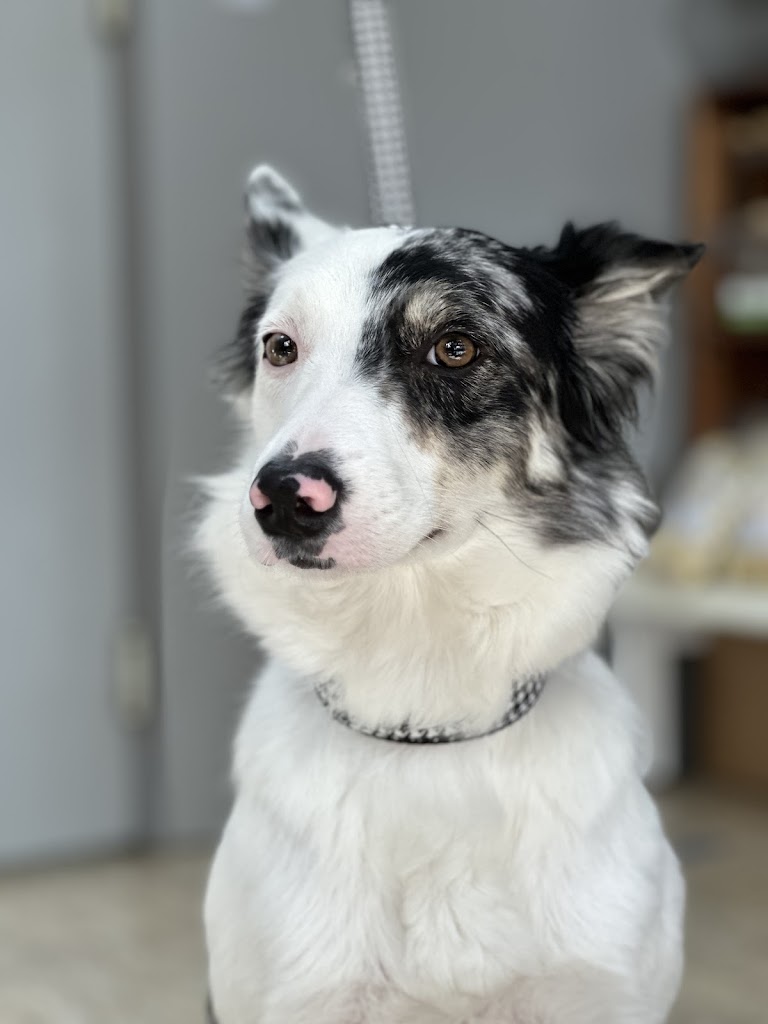 CLINICA VETERINARIA TERRA MASCOTES