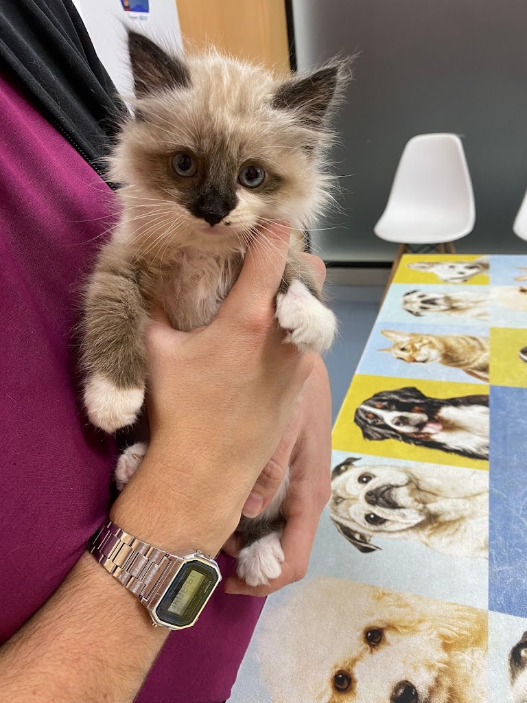 Clinica Veterinaria Vet Family Benetusser