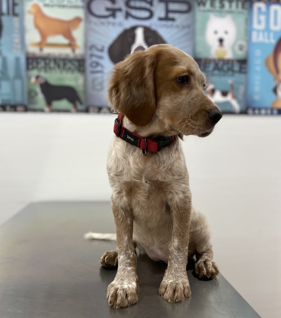 Clinica Veterinaria Castalia — Perro