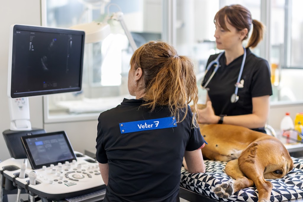 Clinica veterinaria Veter 7 - Av. Dolors (Manresa) — Del propietario