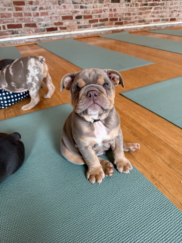  Puppy Yoga DC - Logan Circle (Puppies Yoga)