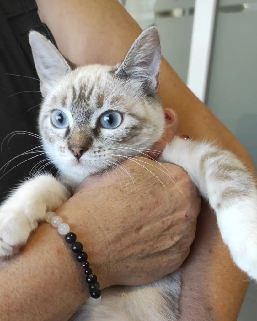 Clinica veterinaria Darwin — Gato