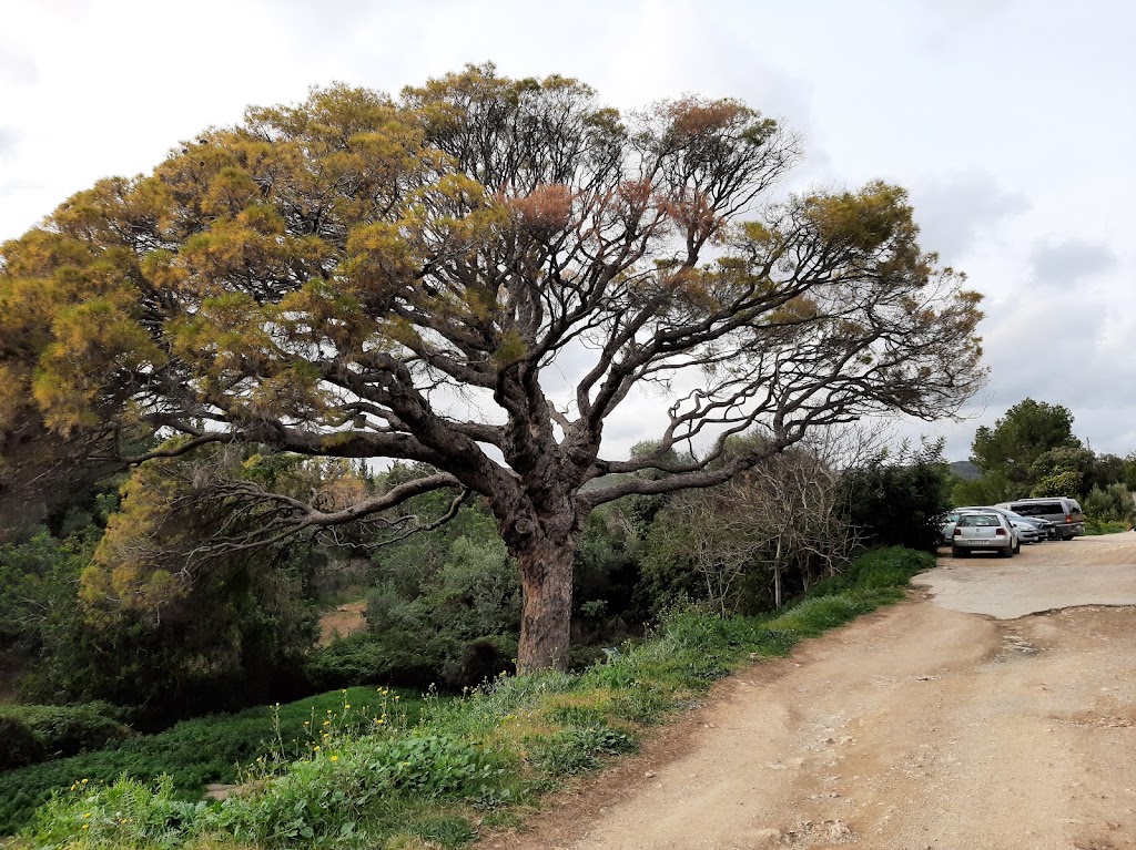Pi Gros de Vilanova i la Geltru