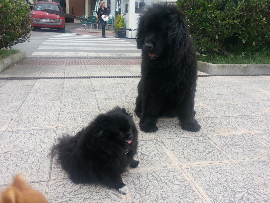 Clinica Veterinaria Guau — Perro