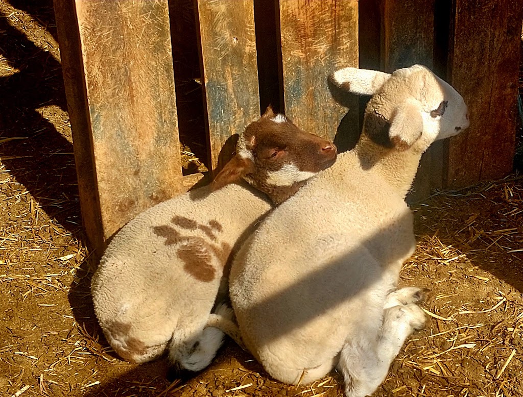 Can Pou Aula entorno rural