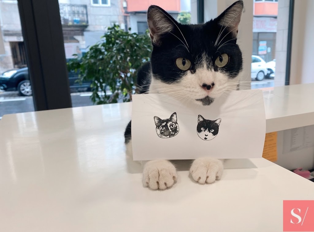 Sabuesos Clinica Veterinaria — Gato