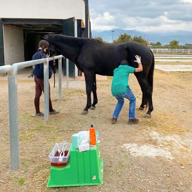 Centro Veterinaria Albeitar — Del propietario