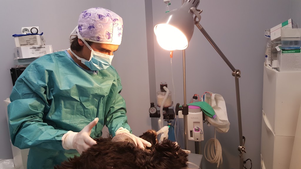 Clinica Veterinaria Peludines — Del propietario