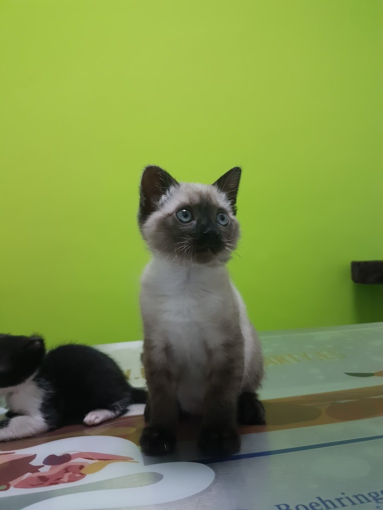 Clinica Veterinaria La Roda — Gato