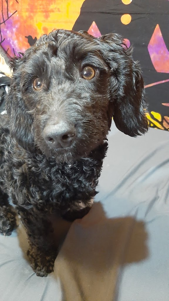 Perro