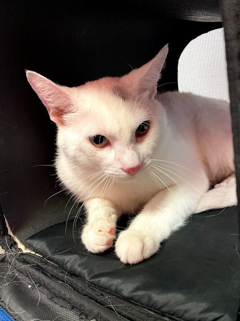 Gato