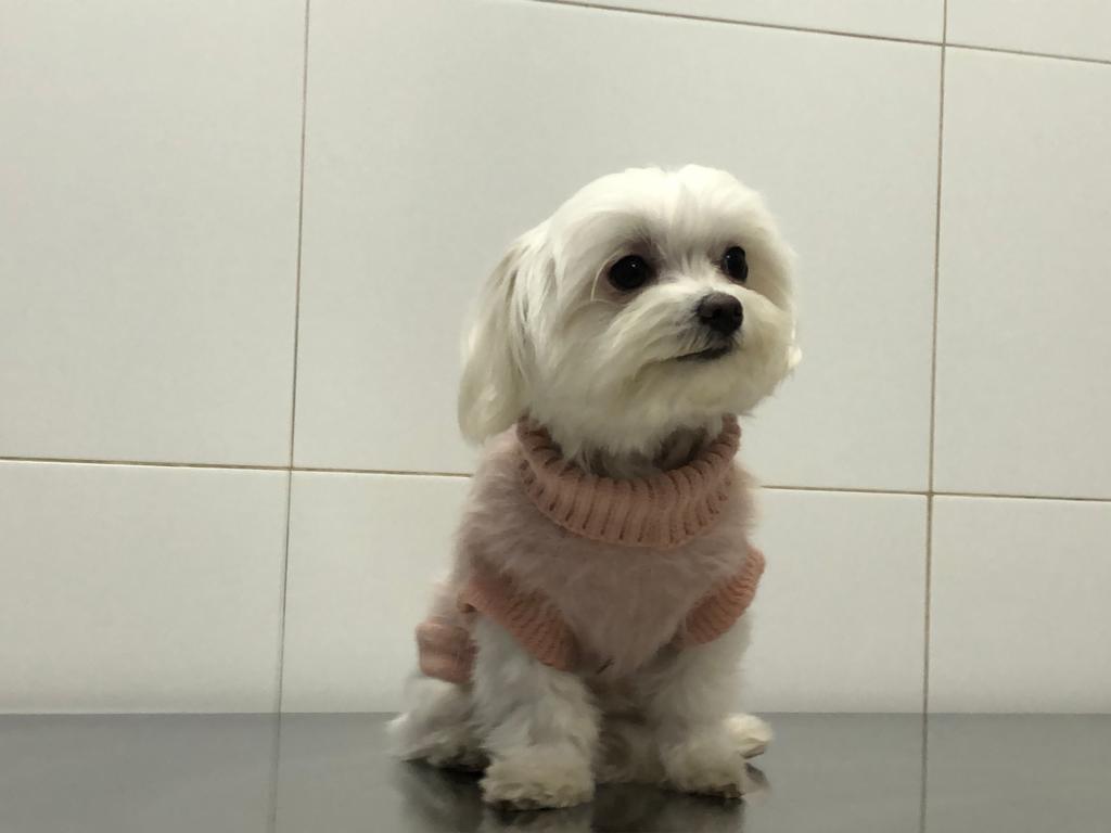 Clinica Veterinaria Castelldefels Albo — Perro