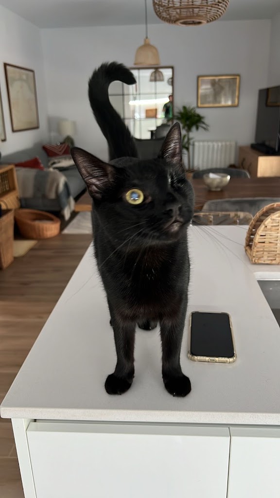 Clinica Veterinaria Como Reyes — Gato