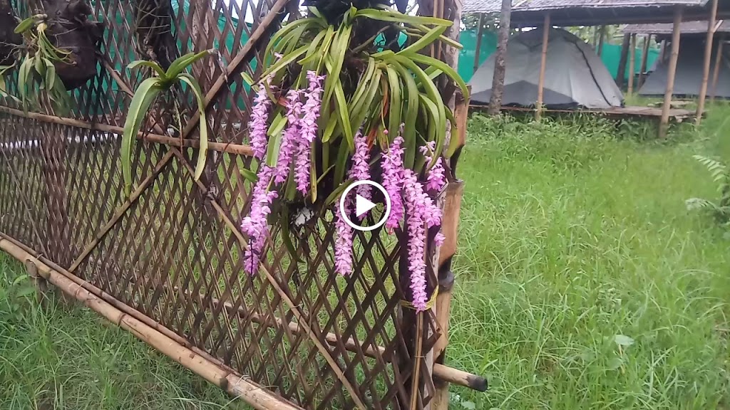 Videos