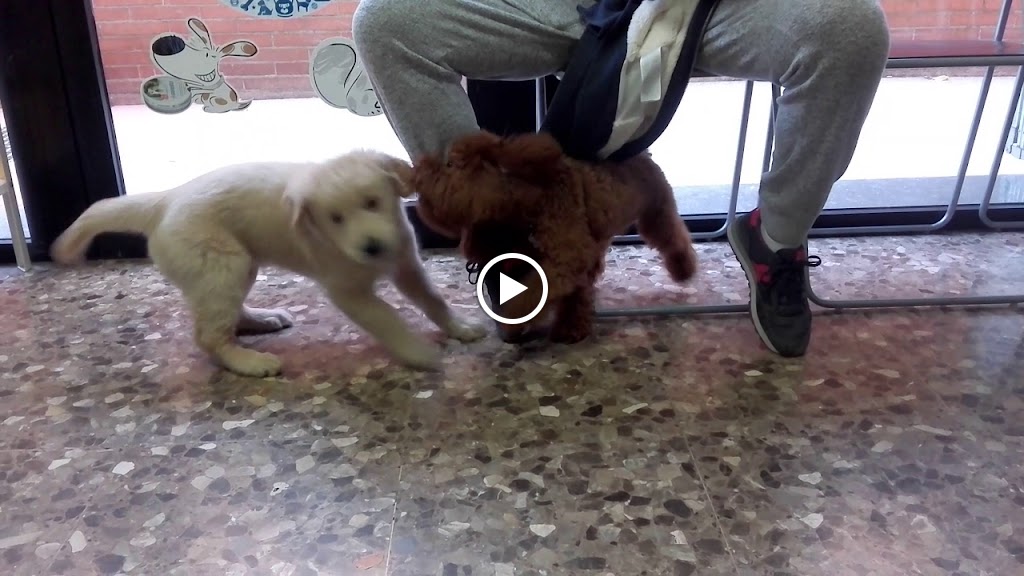 Clinica Veterinaria Torreblanca en Sant Joan Despi — Videos