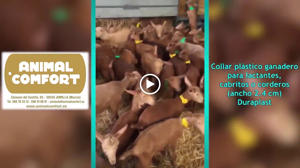 Clinica Veterinaria Urbano — Videos