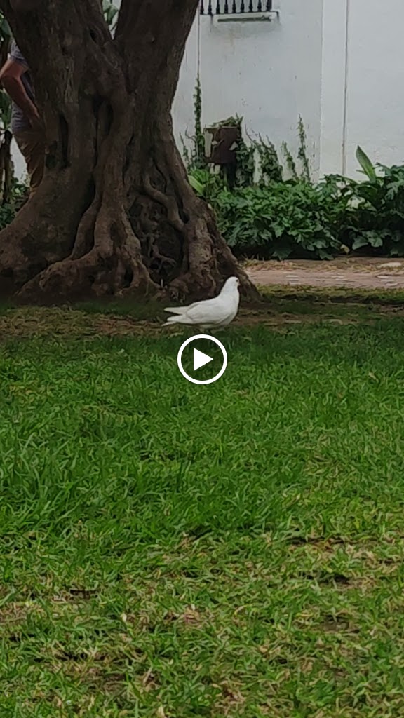 Dolce Vita — Videos