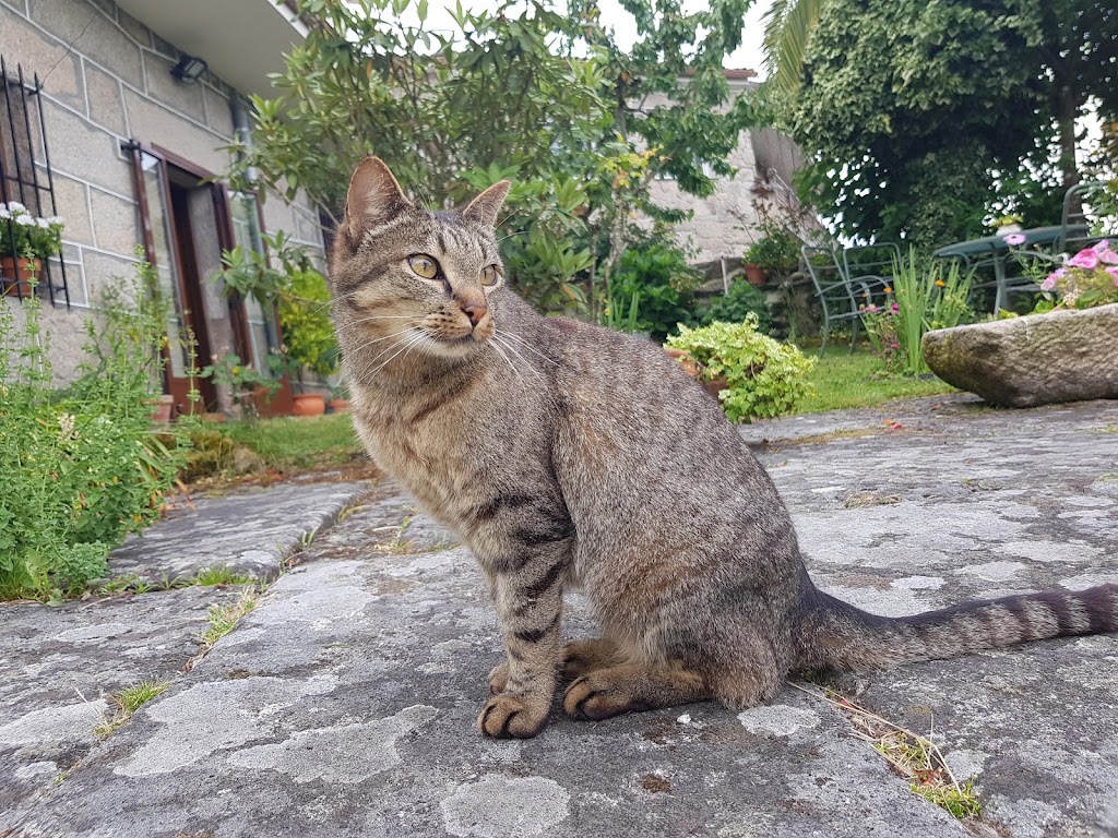 A Estacion Centro Veterinario — Gato