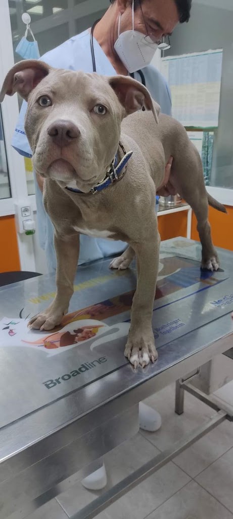 Clinica Veterinaria El Caudal — Perro