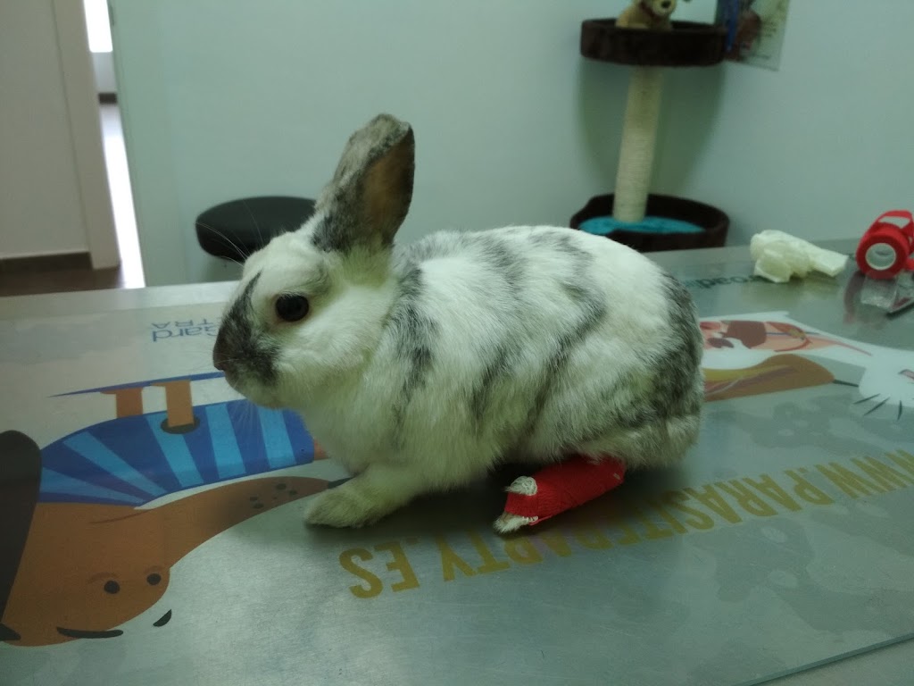 Clinica Veterinaria La Roda — Conejo