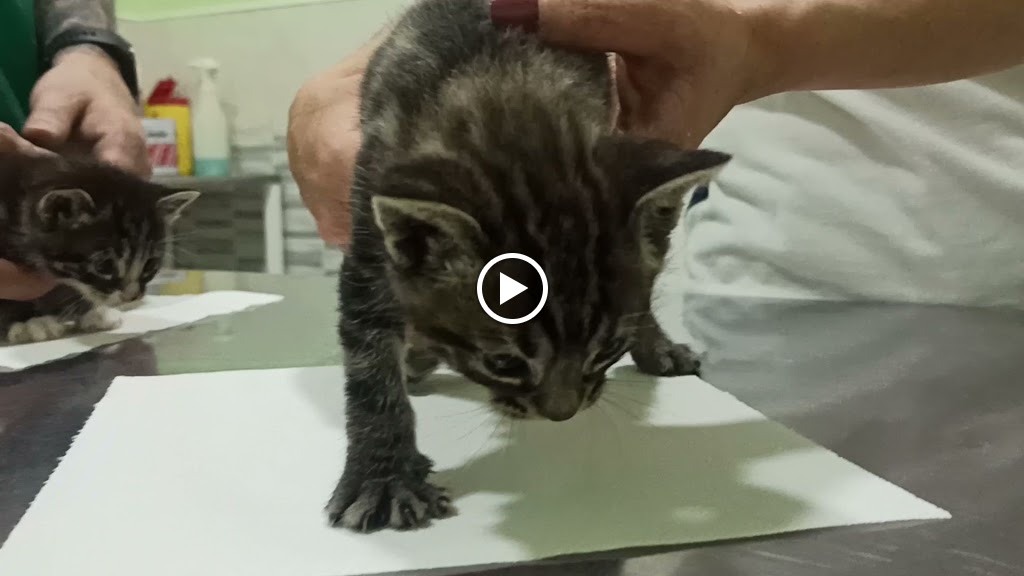 Clinica Veterinaria MIMOS — Videos