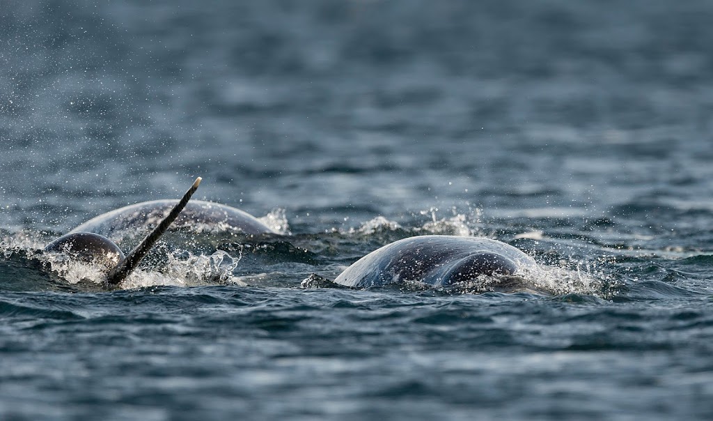 Narwhal Digital