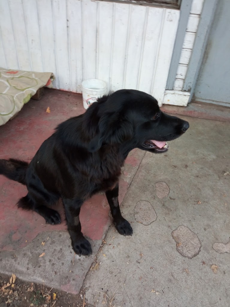 Perro