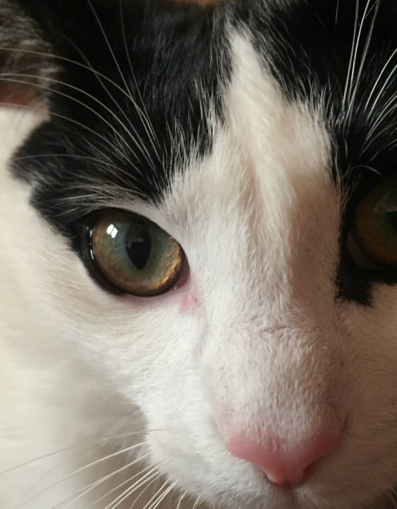 Clinica Veterinaria Basarrate