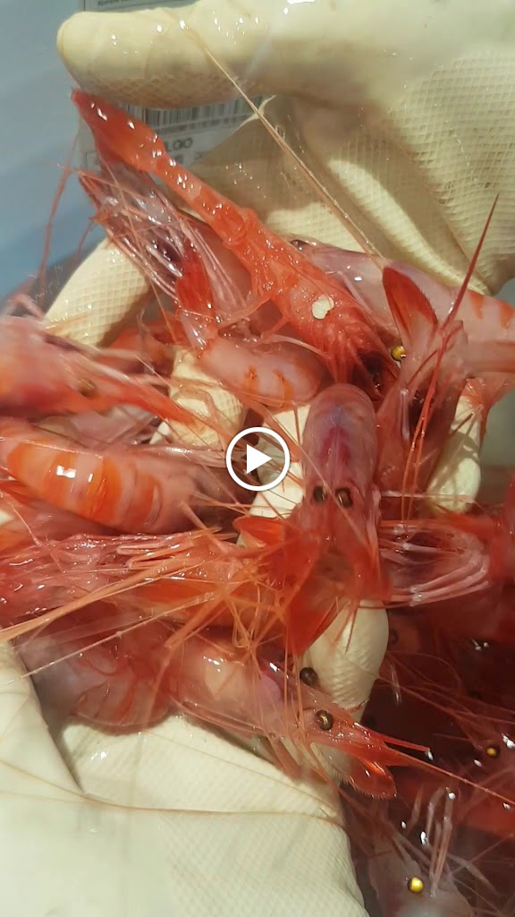 Peixos Mielgo/ GastroMar — Videos