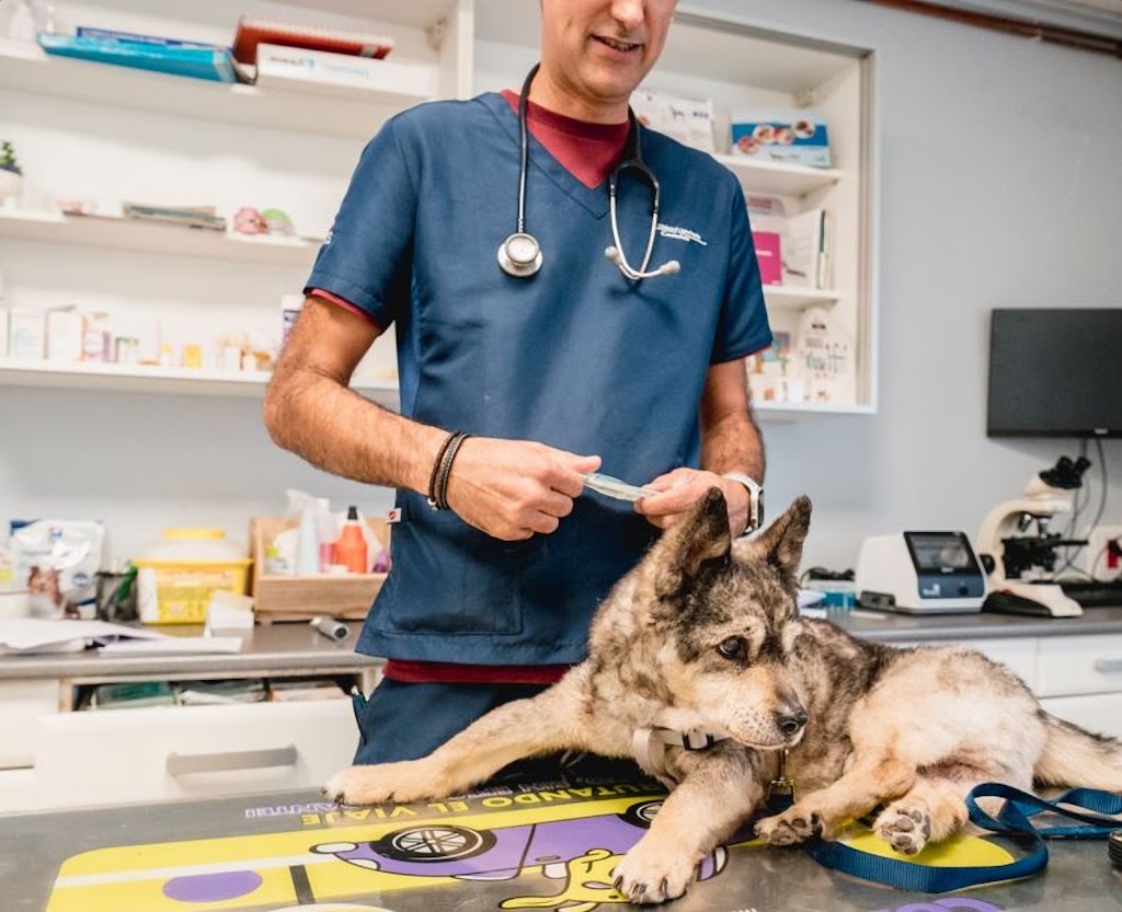 Clinica Veterinaria Castanos — Perro
