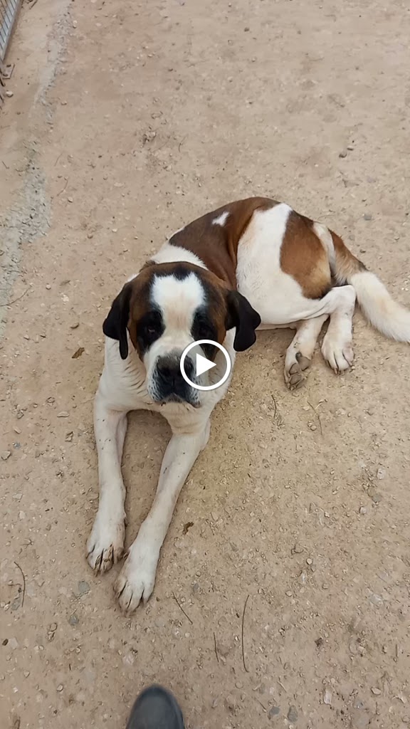 Unidad Movil Veterinaria CM Aspe. Pablo Calatayud. — Del propietario