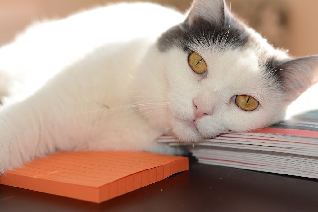 Meowser Pet Salon in Salt-Lake-City