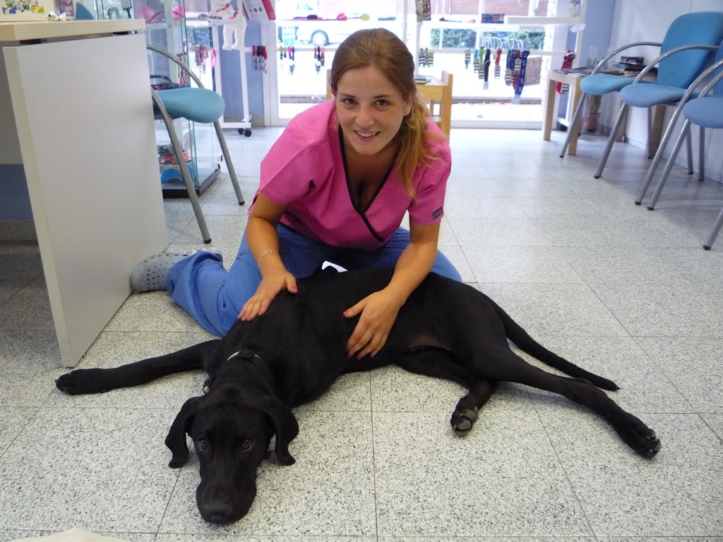 Clinica Veterinaria General de Barbera (Veterinario) — Perro