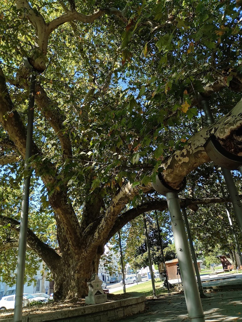 Platano do Rossio