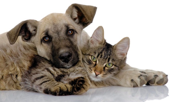 Centro veterinário Íris em Arcos de Valdevez