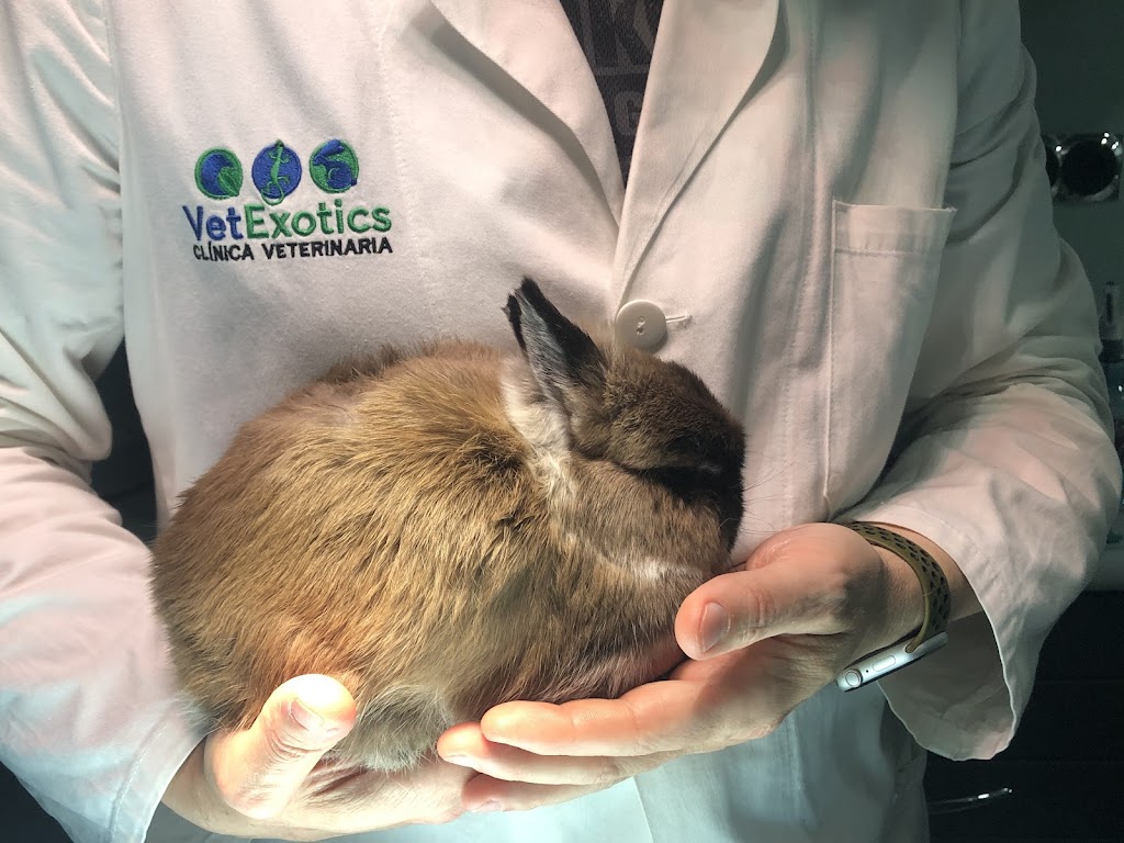 Clinica Veterinaria VetExotics