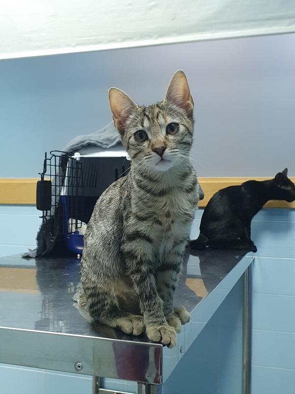 Clinica Veterinaria El Parque Talavera — Gato