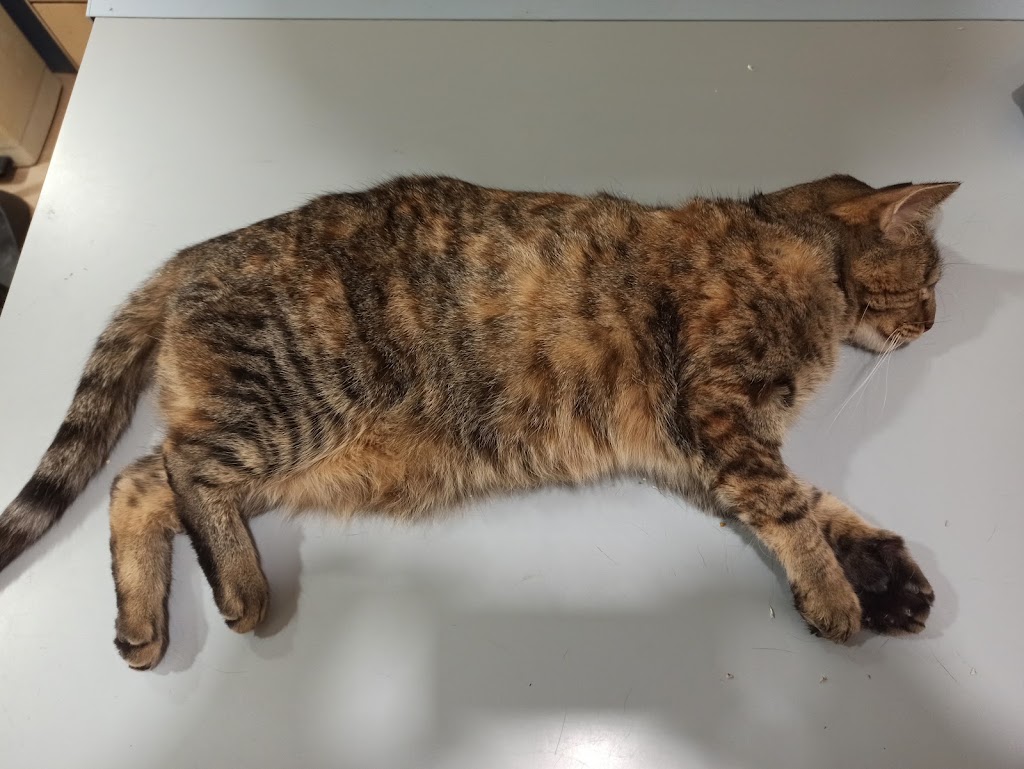 LOS CANTOS VET. C.B. ( Prado de Santo Domingo) — Gato
