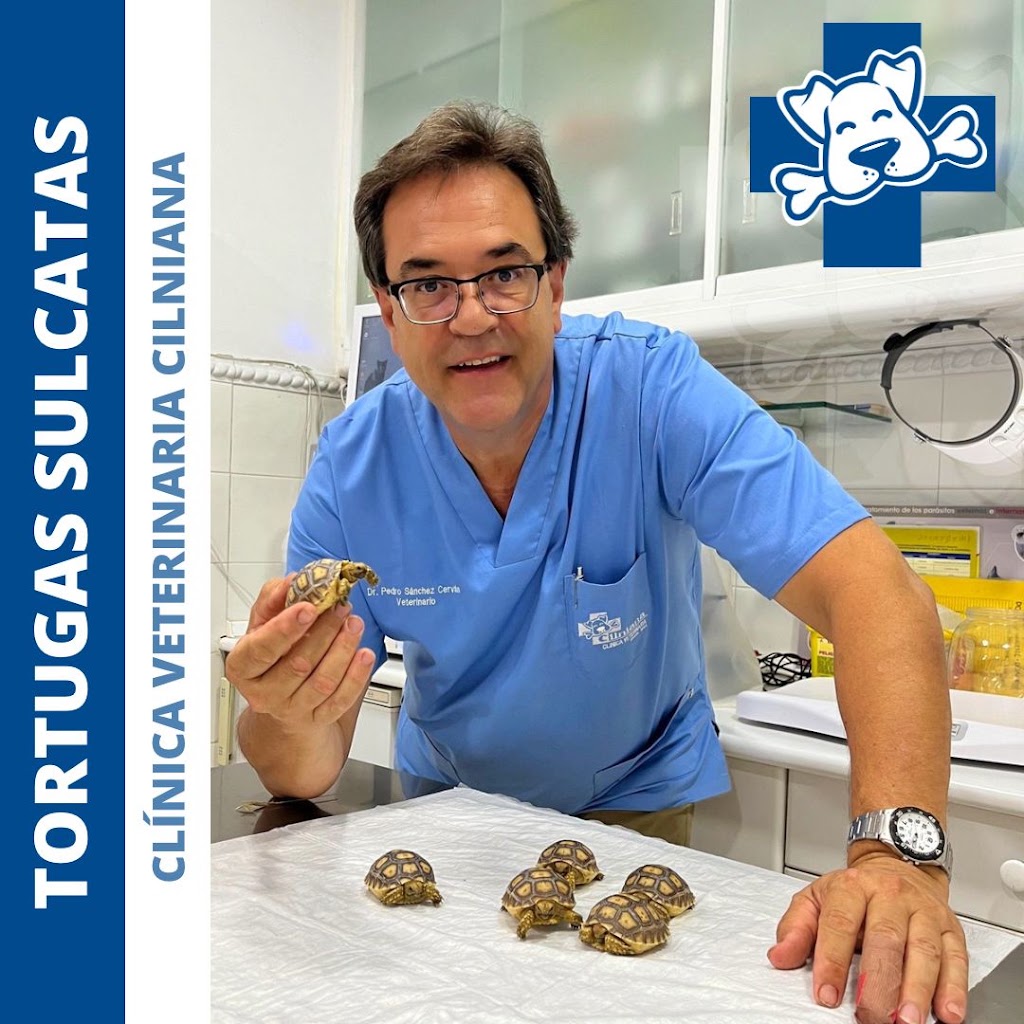 Cilniana Clinica Veterinaria I — Del propietario