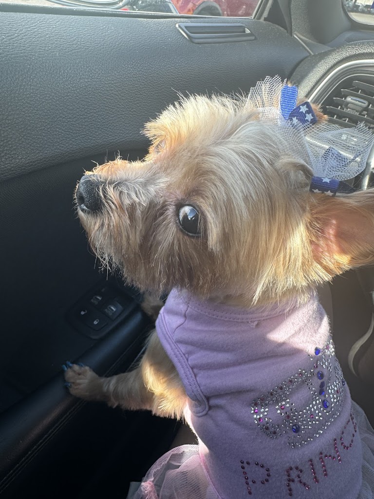 Perro
