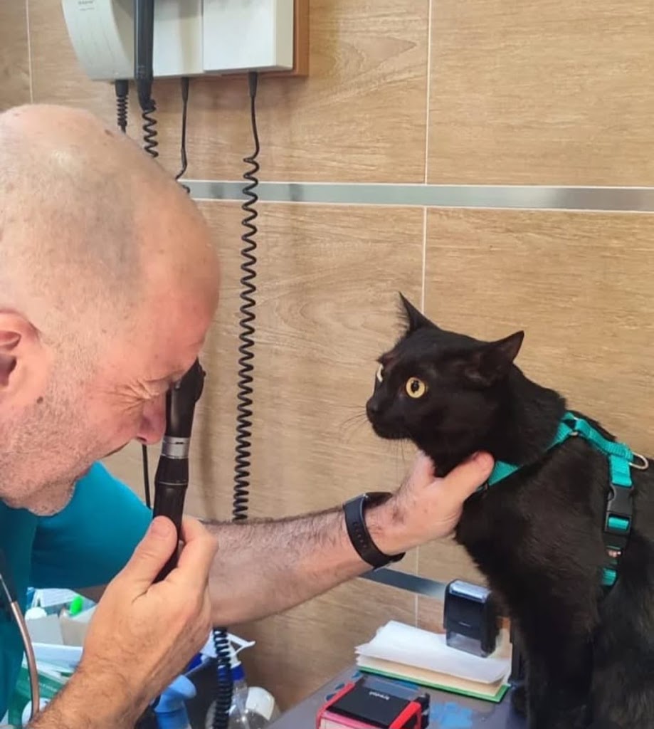 Clinica Veterinaria Zarpas y Bigotes — Gato