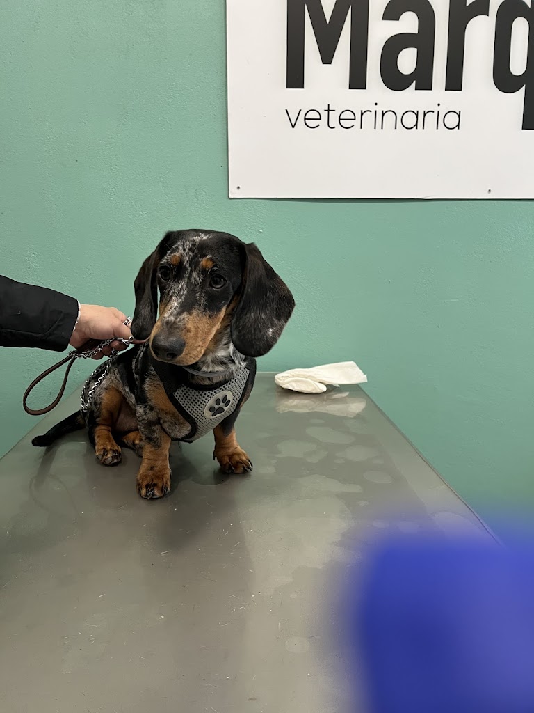 CV MarqVet — Perro