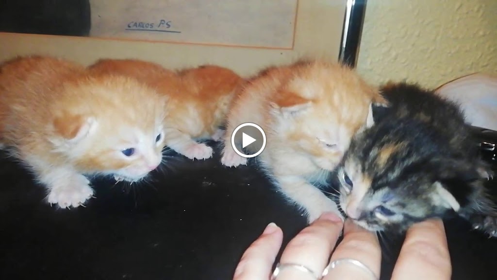 Clinica Veterinaria Menudes Potes — Videos