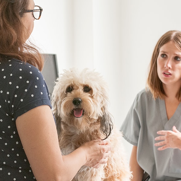 AniCura Aitana Hospital Veterinario — Perro